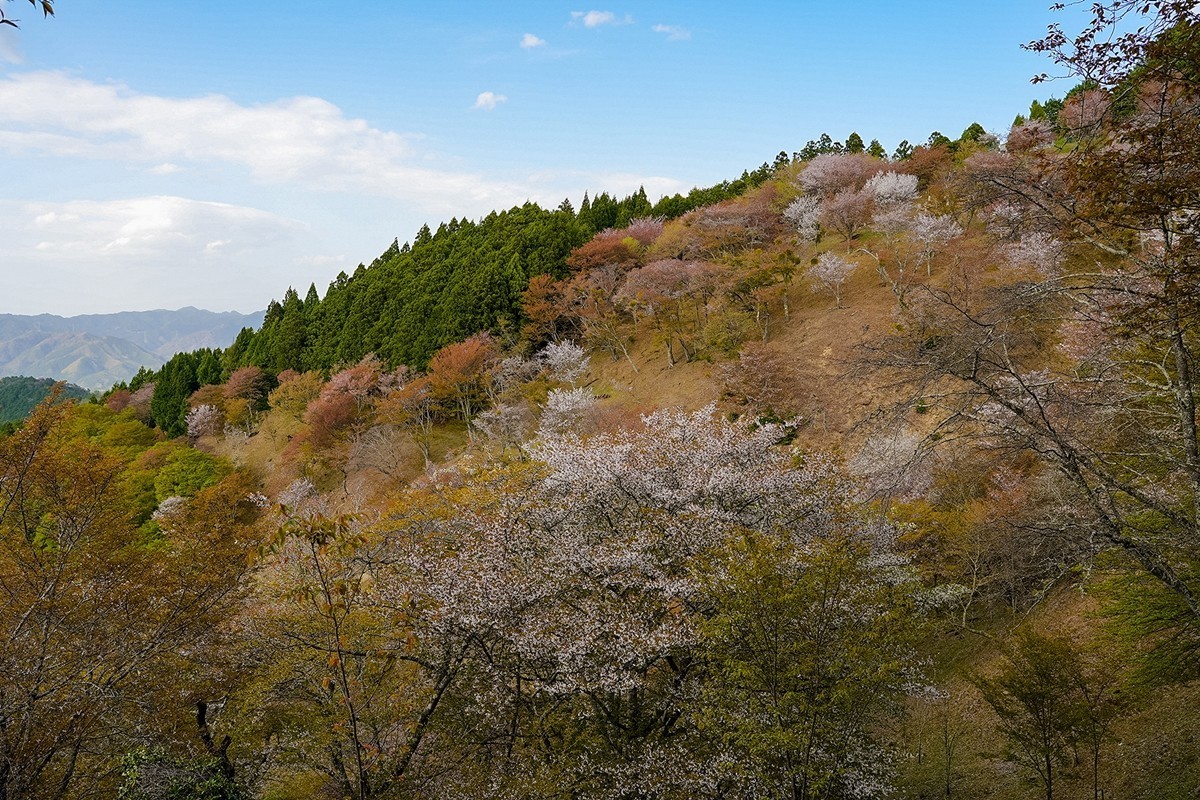 2025年第0361贴-吉野山樱花季旅拍（0529）