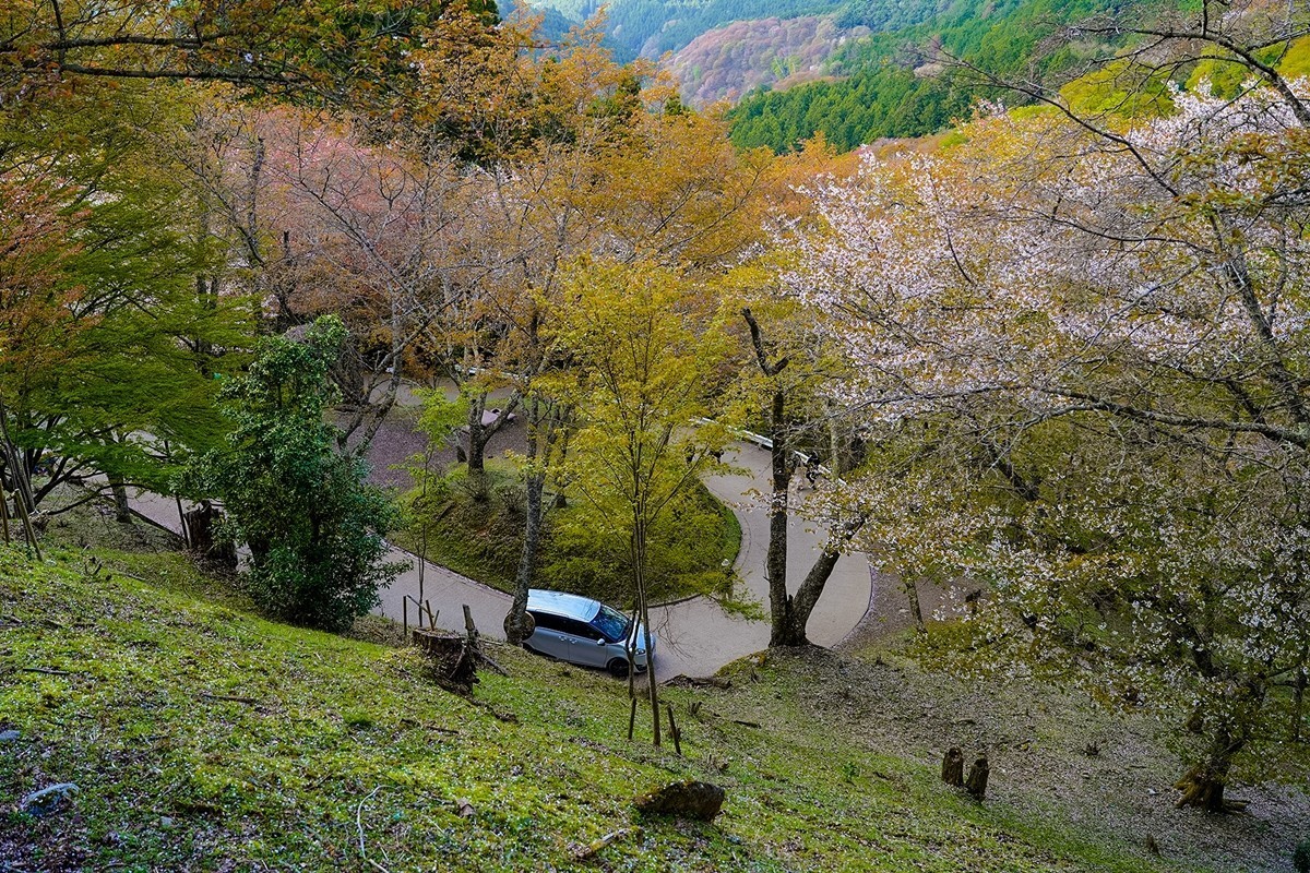 2025年第0361贴-吉野山樱花季旅拍（0529）