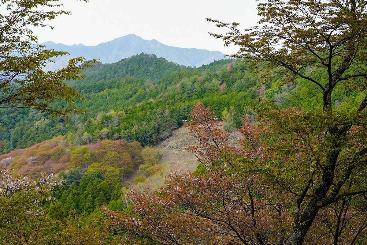 2025年第0361贴-吉野山樱花季旅拍（0529）