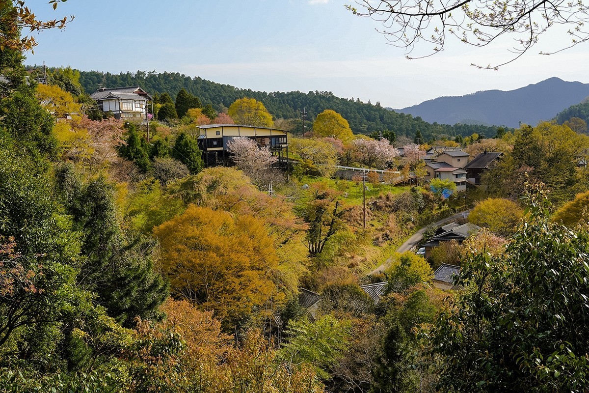 2025年第0361贴-吉野山樱花季旅拍（0529）