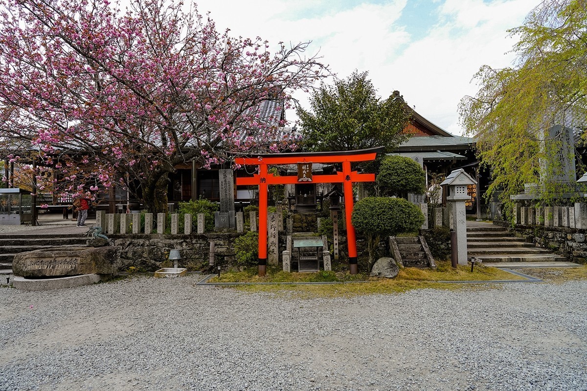 2025年第0361贴-吉野山樱花季旅拍（0529）