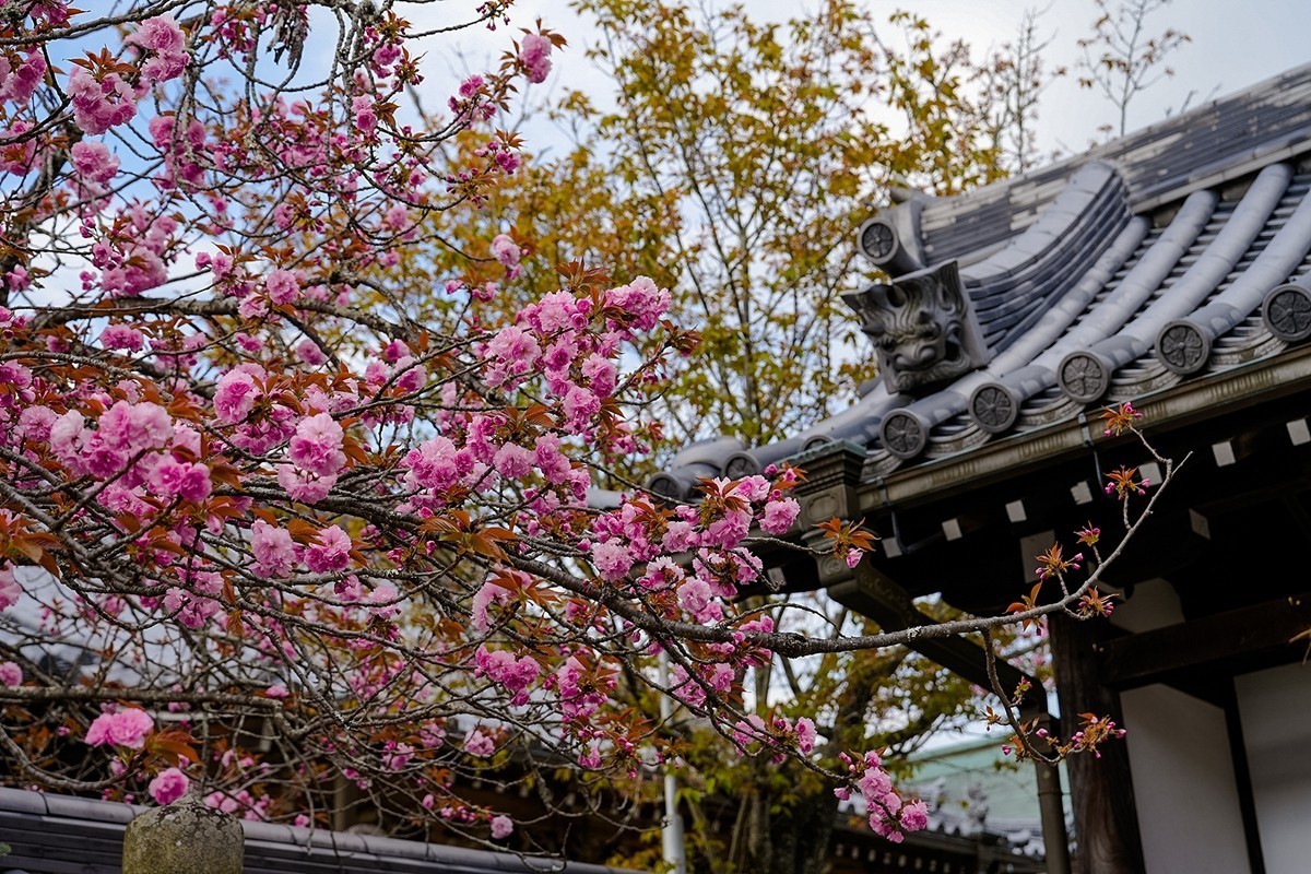 2025年第0361贴-吉野山樱花季旅拍（0529）