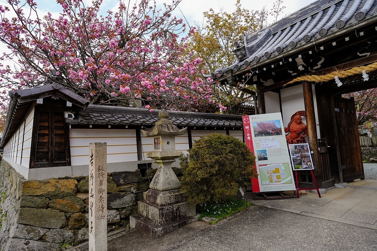 2025年第0361贴-吉野山樱花季旅拍（0529）