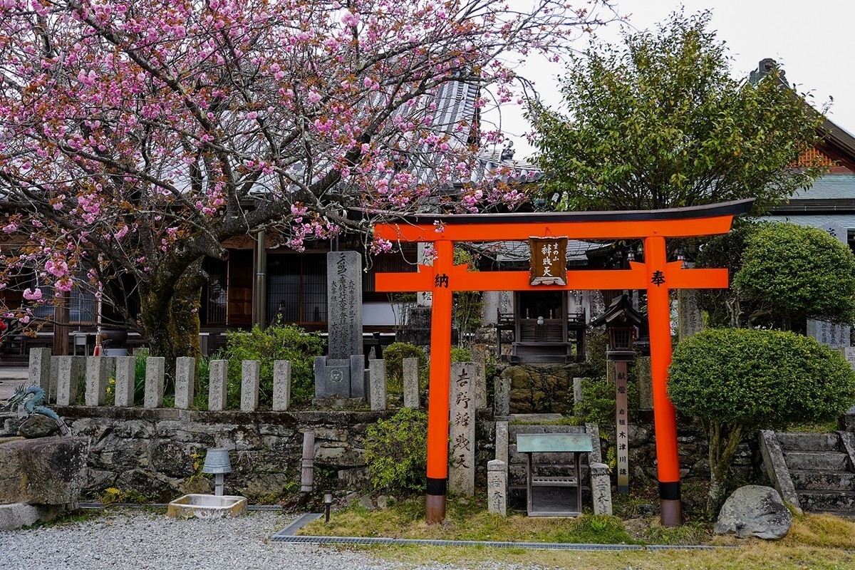 2025年第0361贴-吉野山樱花季旅拍（0529）