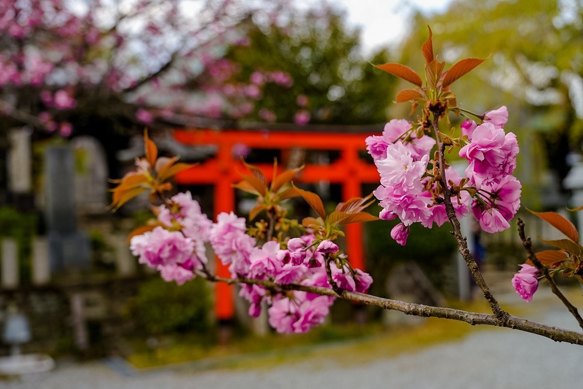 2025年第0361贴-吉野山樱花季旅拍（0529）