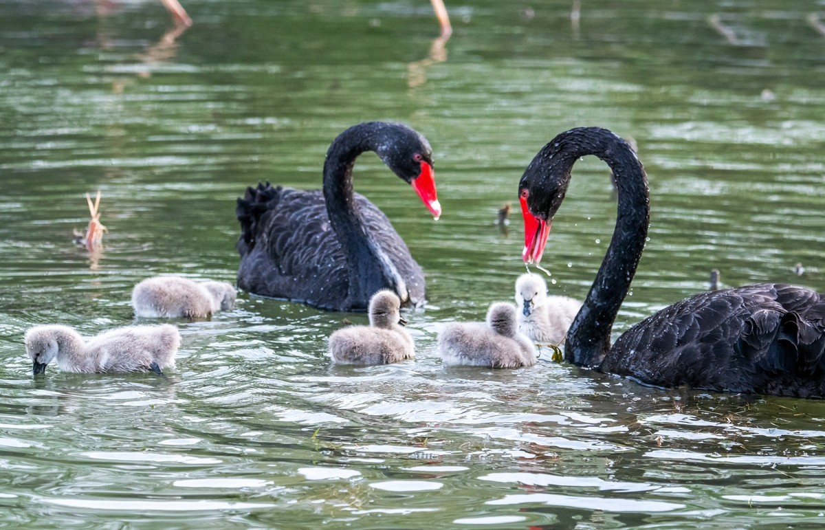 黑天鹅的一家子（五）