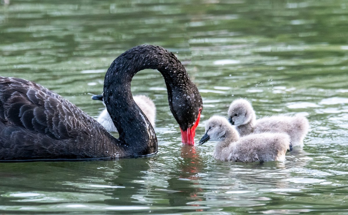 黑天鹅的一家子（五）