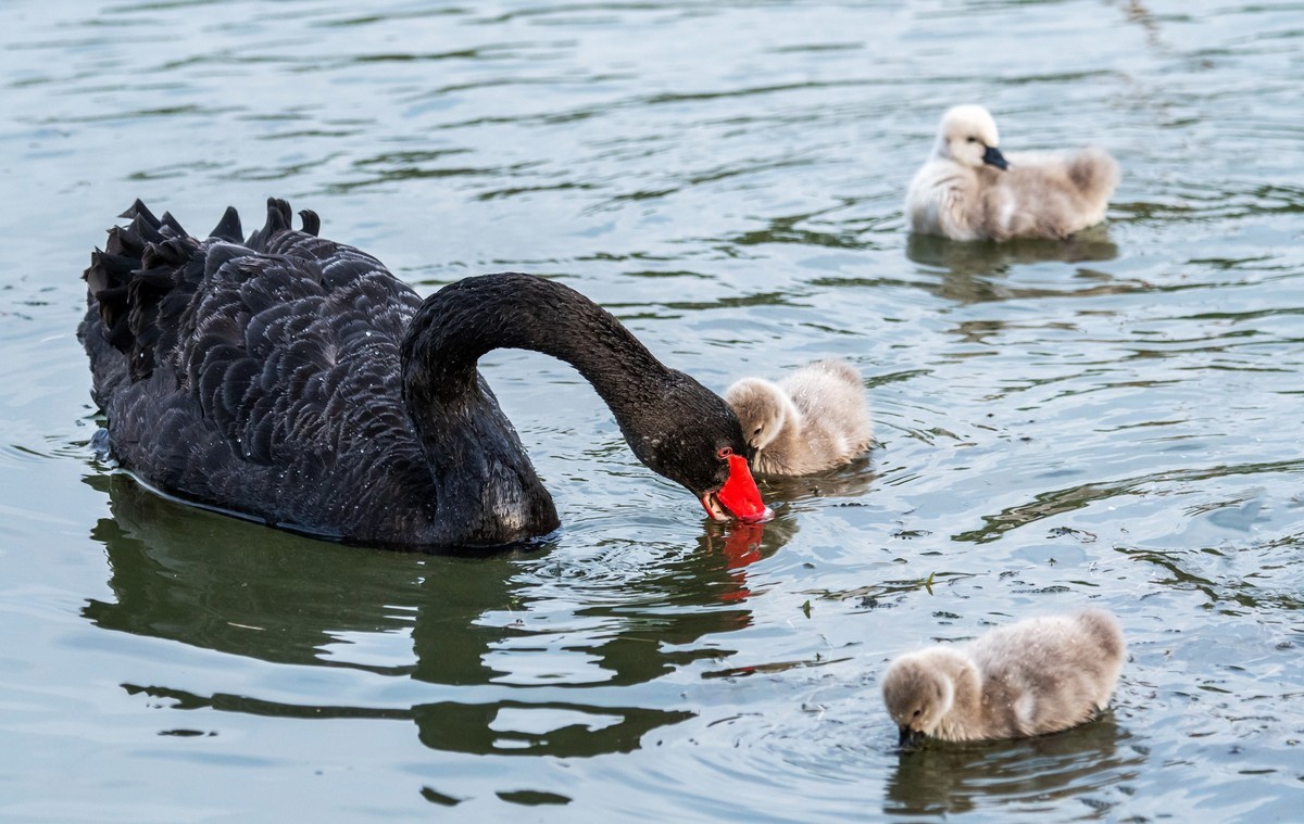 黑天鹅的一家子（五）