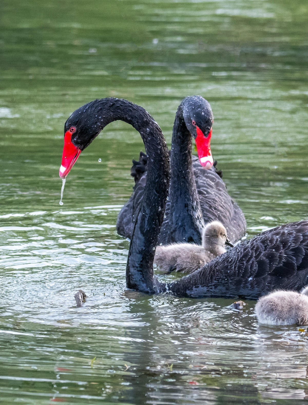 黑天鹅的一家子（五）