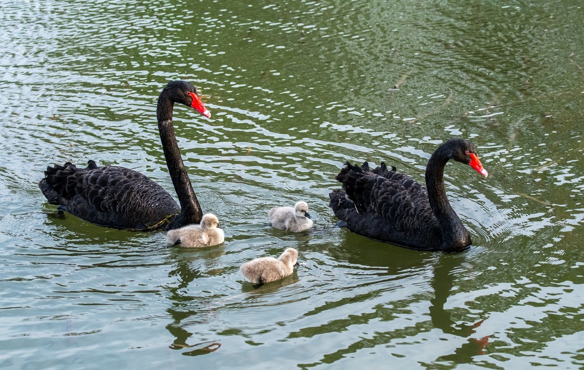 黑天鹅的一家子（五）