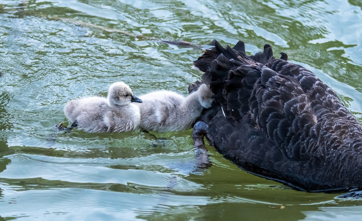 黑天鹅的一家子（五）