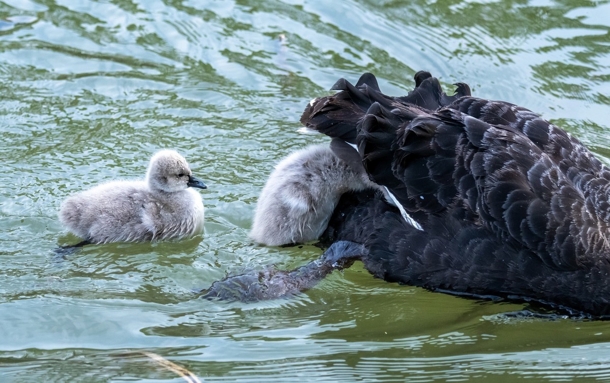 黑天鹅的一家子（五）