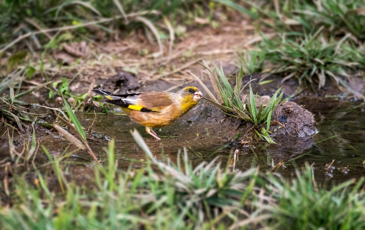 漂亮的金翅雀（三十一）