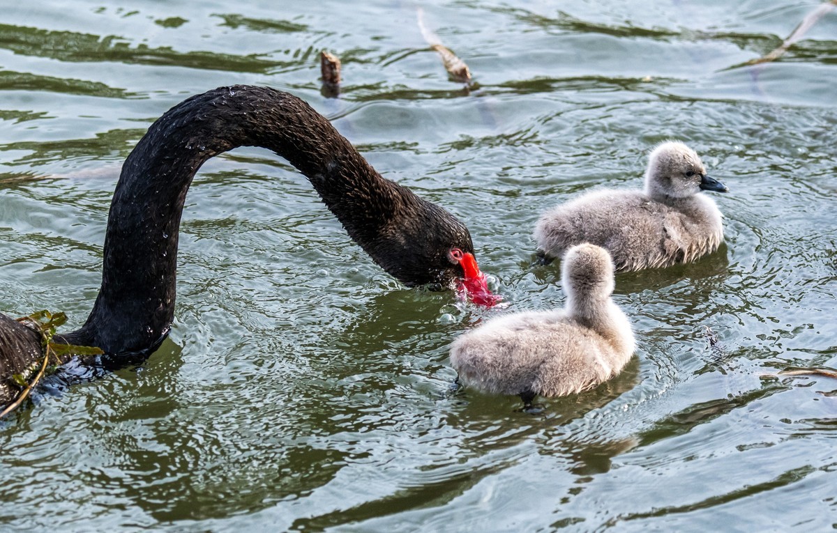 黑天鹅的一家子（五）