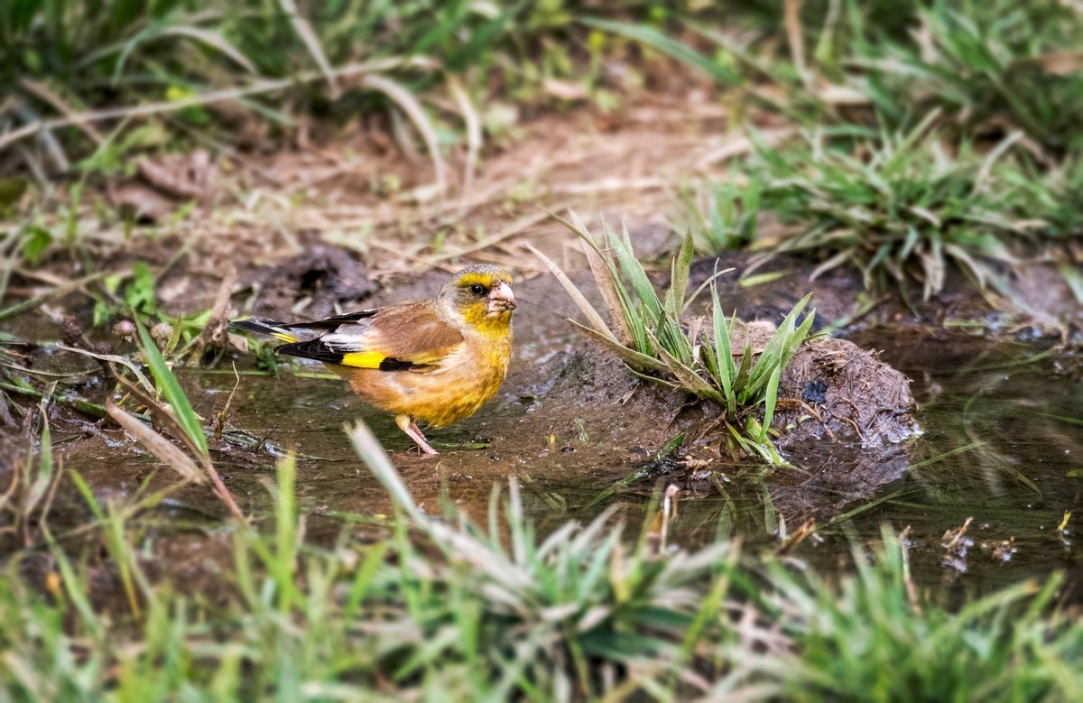 漂亮的金翅雀（三十一）