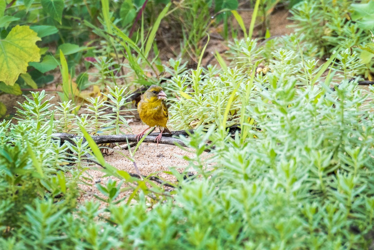 漂亮的金翅雀（三十一）