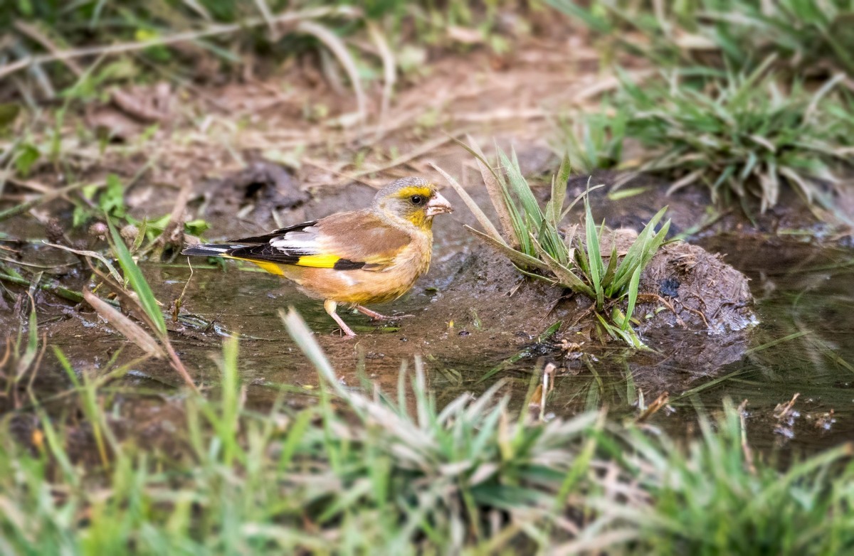漂亮的金翅雀（三十一）