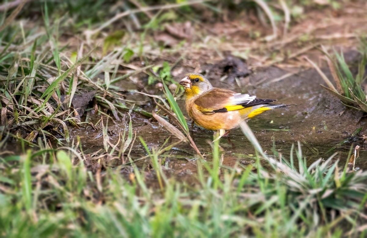 漂亮的金翅雀（三十一）