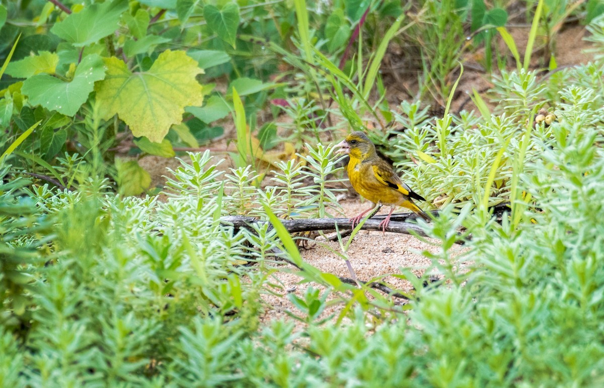 漂亮的金翅雀（三十一）