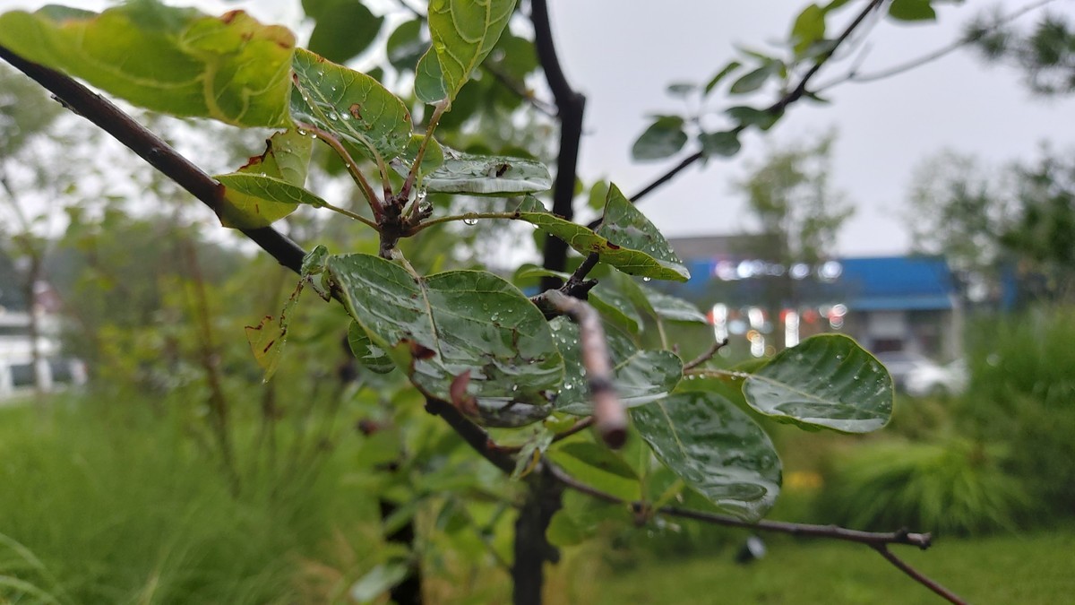 #留住美丽秋天#秋雨来得正是时候