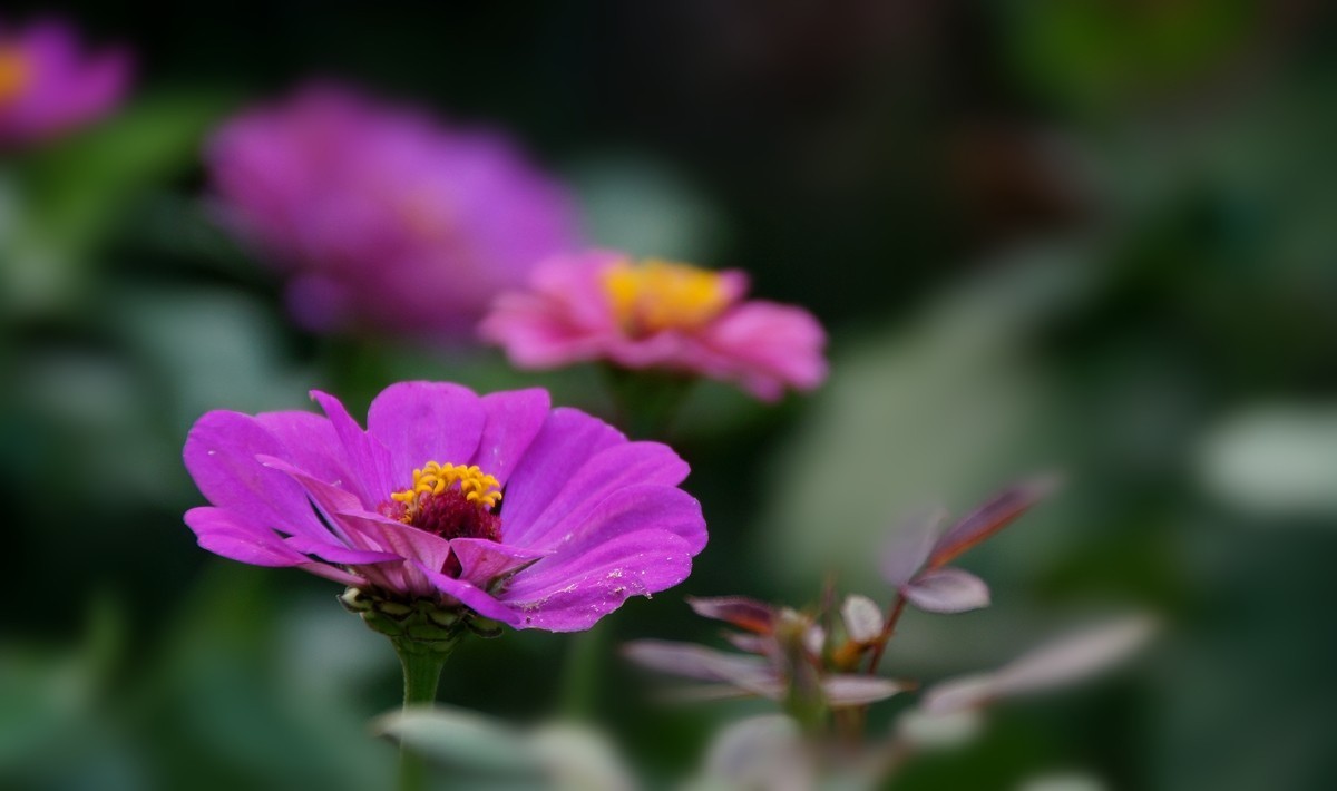 步步高（百日草）