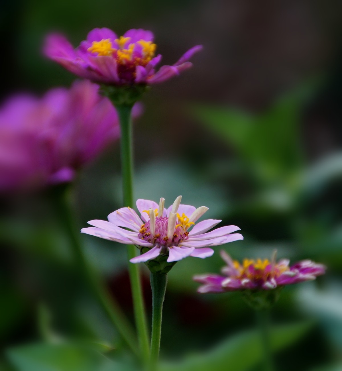 步步高（百日草）