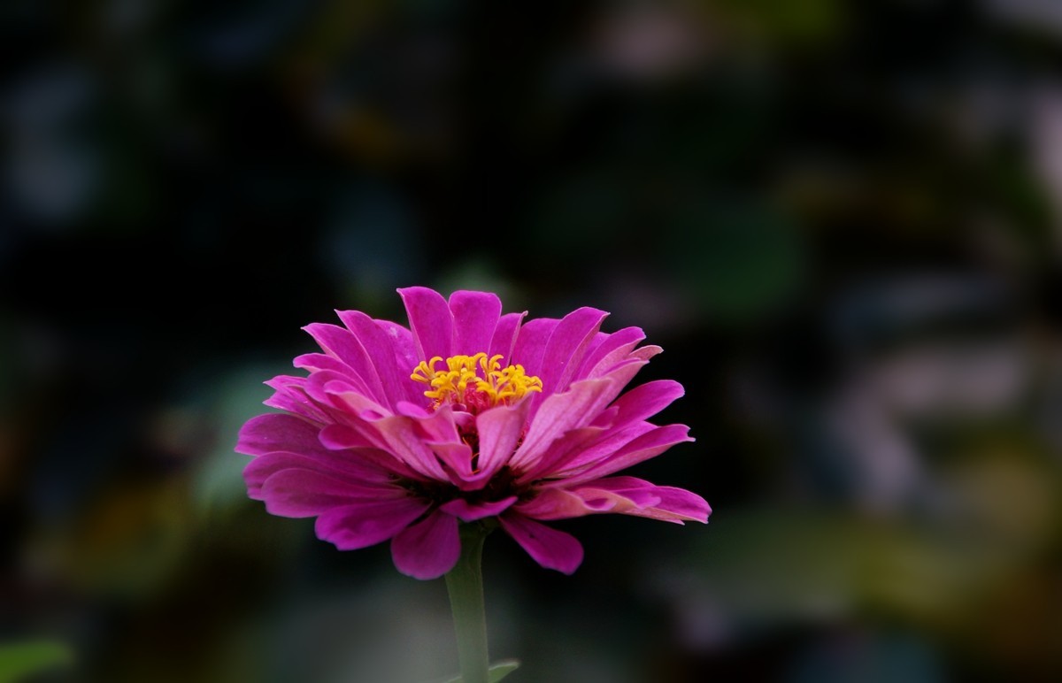 步步高（百日草）