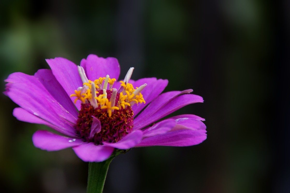 步步高（百日草）