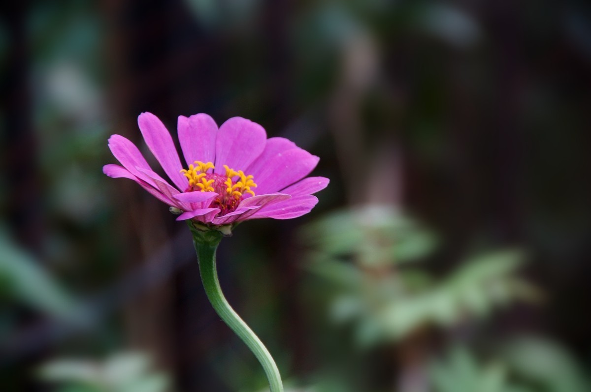 步步高（百日草）