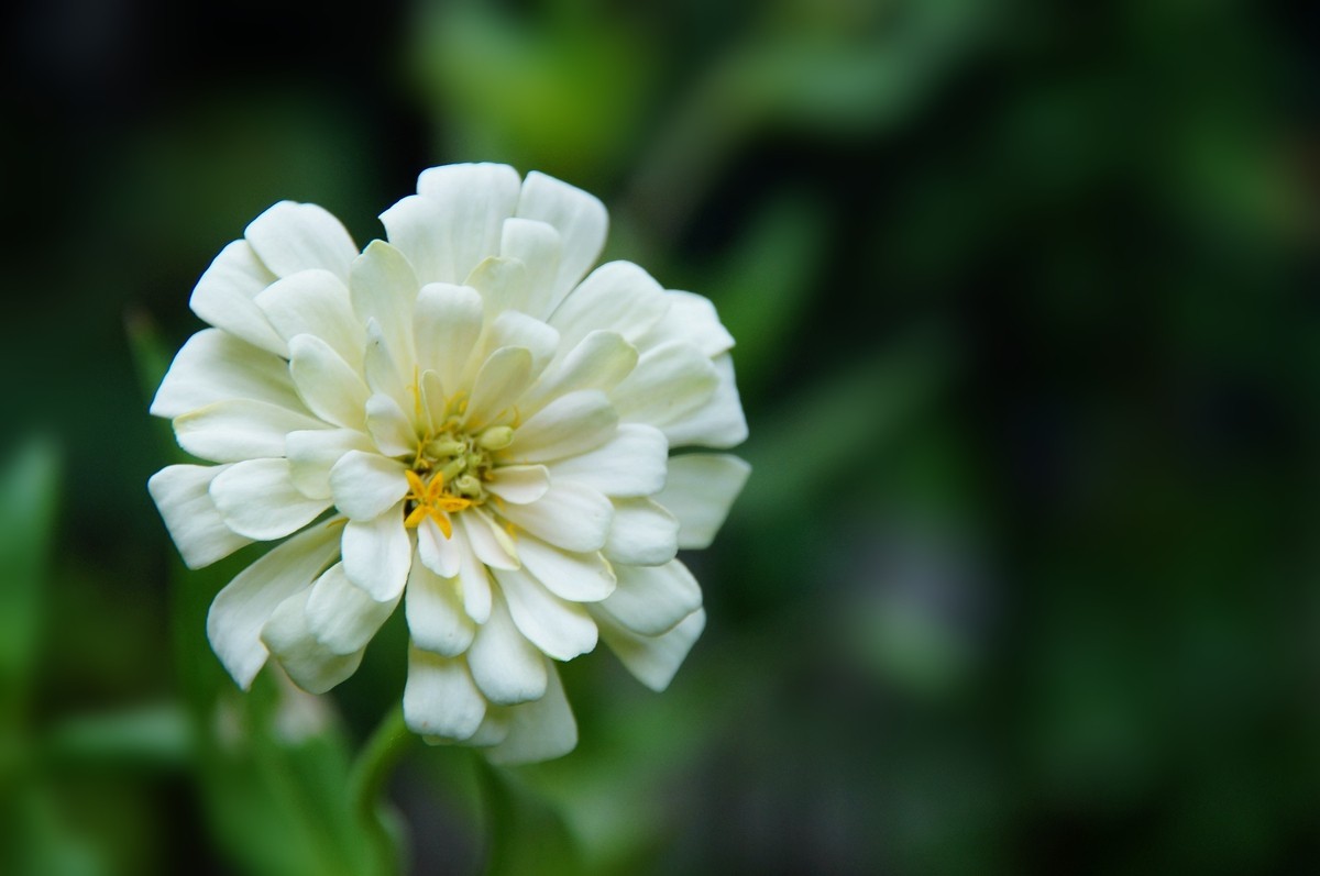 步步高（百日草）