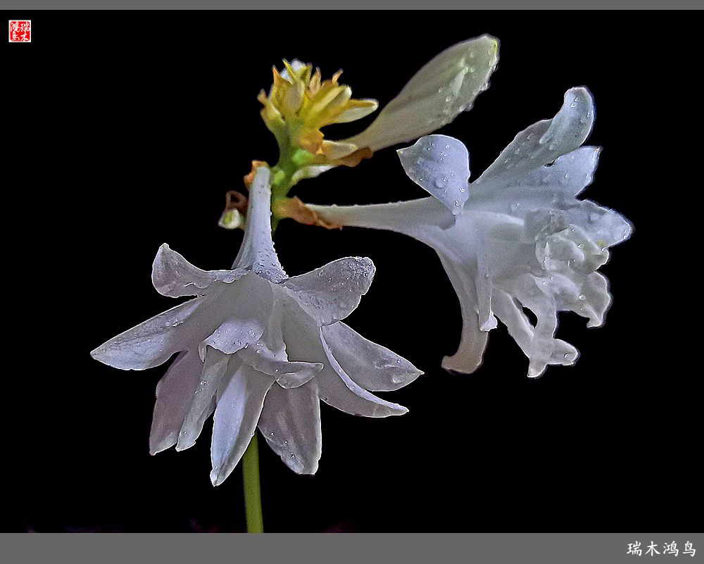 重瓣的玉簪花-中关村在线摄影论坛