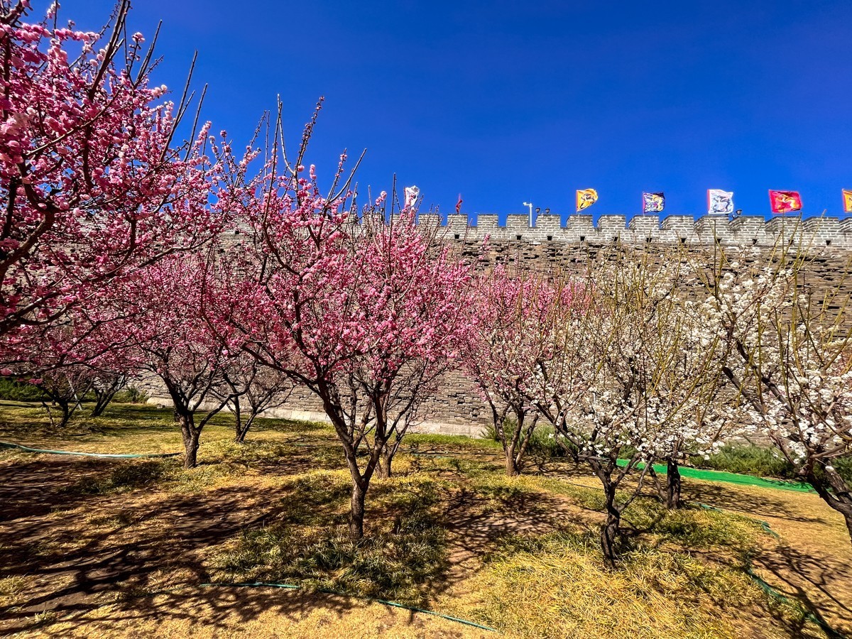 2023年第0194贴-公园春游随拍（0325F）