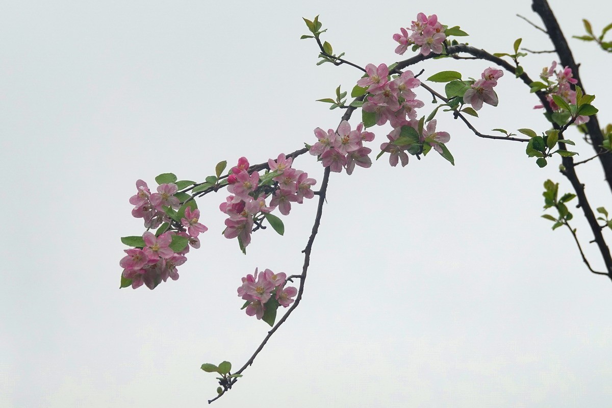 又是桃红柳绿时