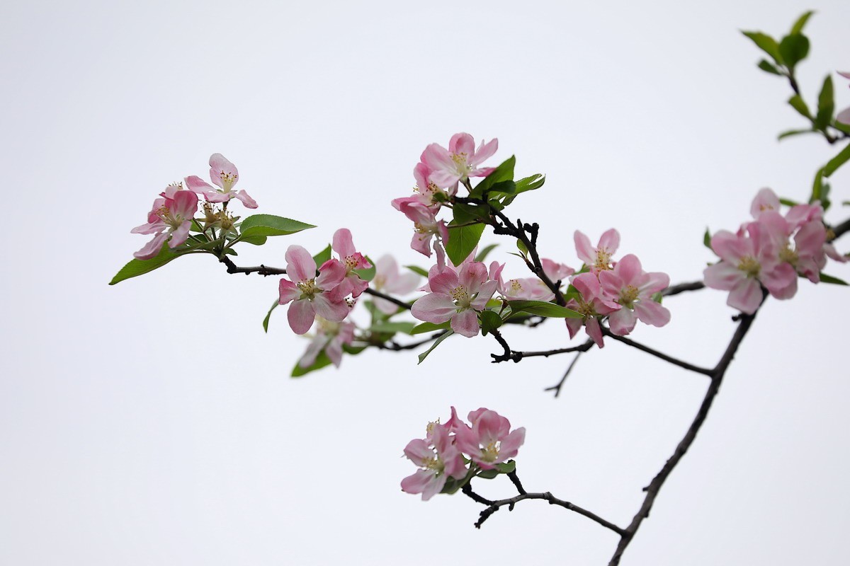 又是桃红柳绿时