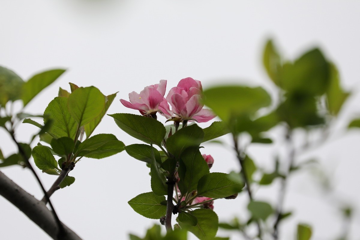 又是桃红柳绿时