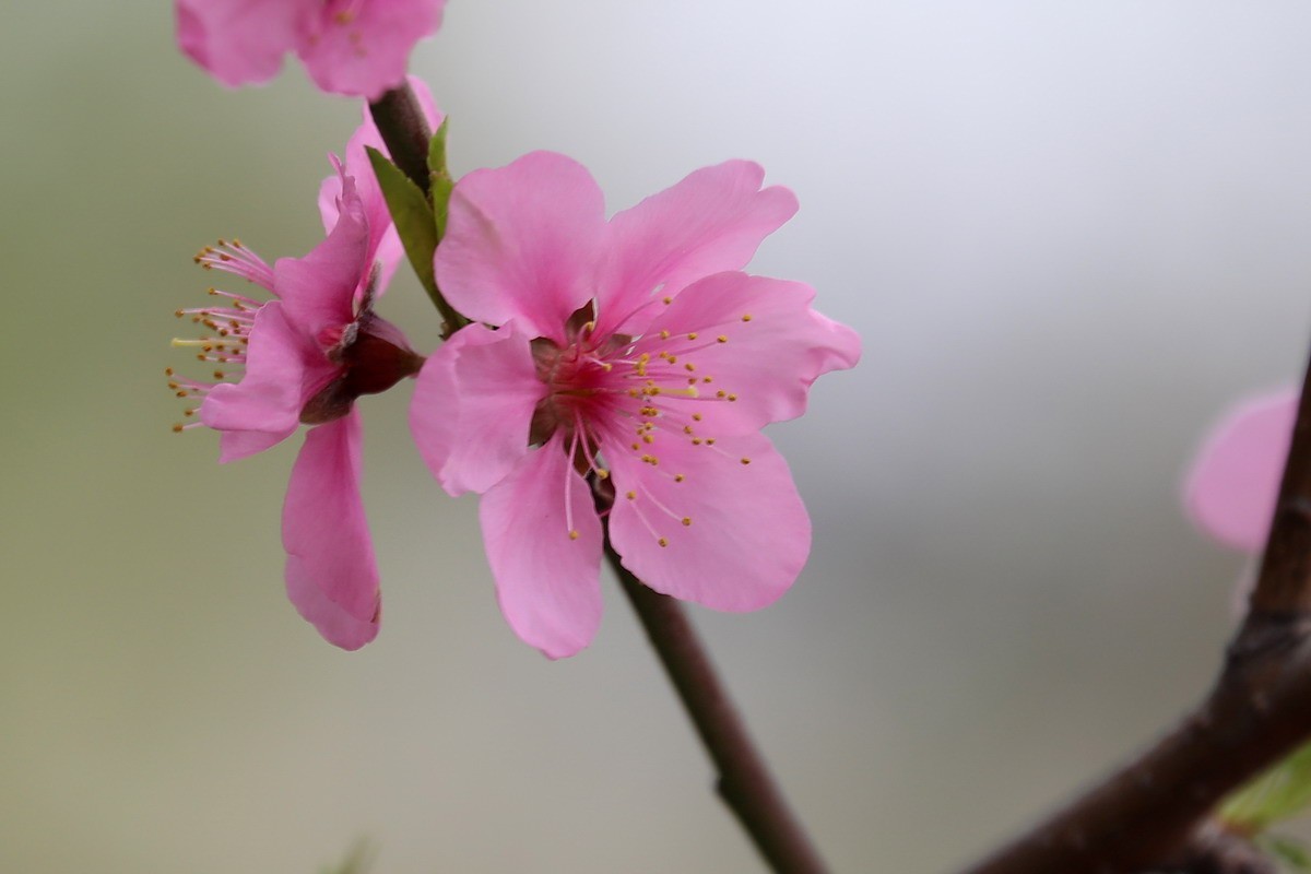 又是桃红柳绿时