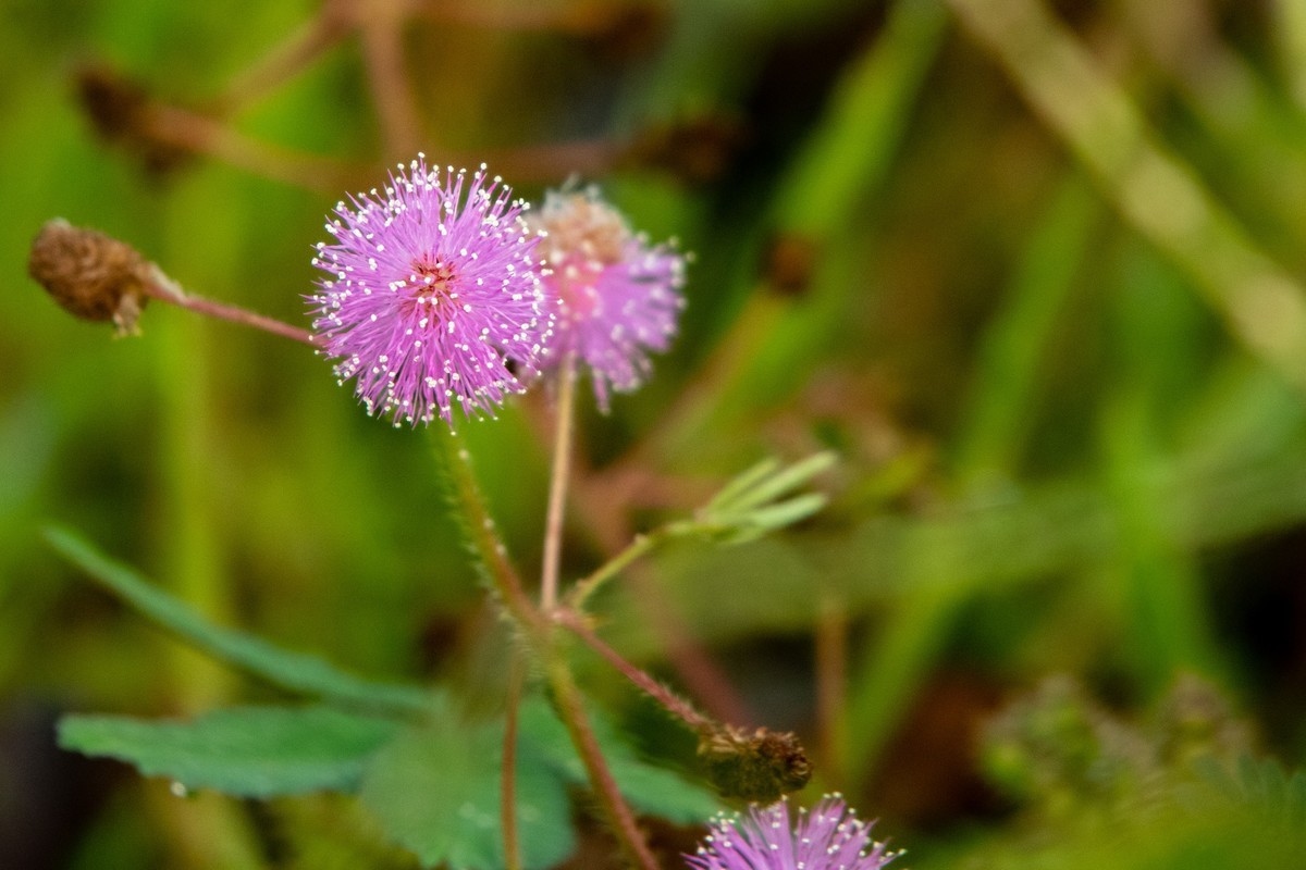 花支招展（二十三）
