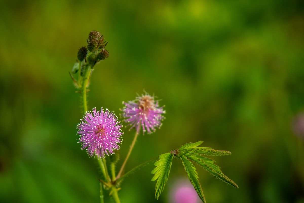 花支招展（二十三）