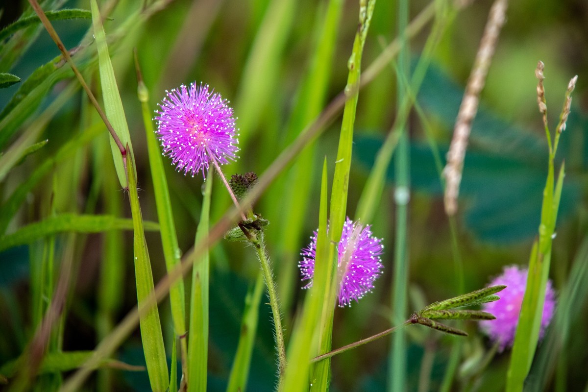 花支招展（二十三）