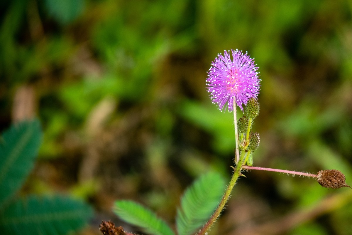 花支招展（二十三）