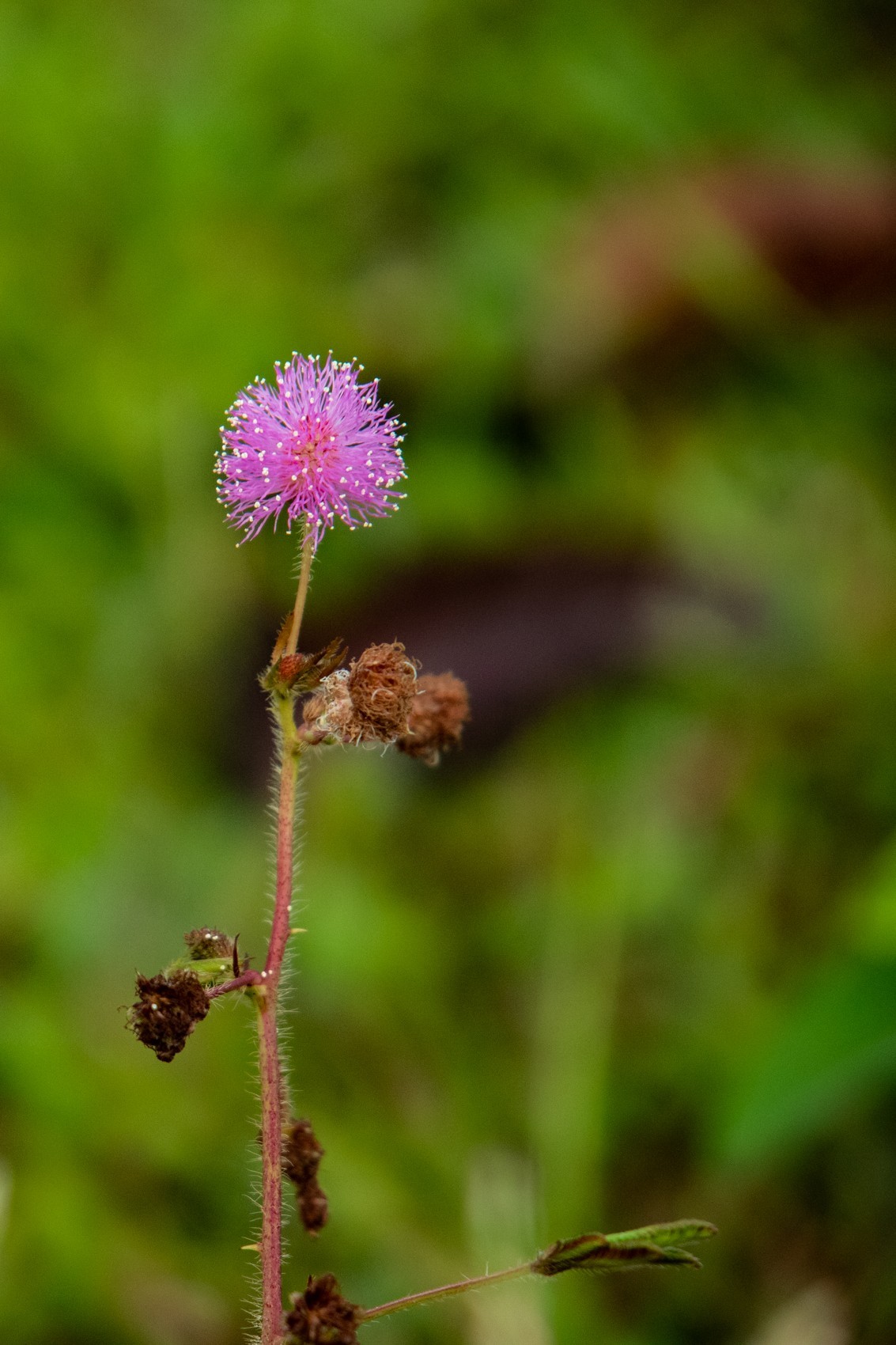 花支招展（二十三）
