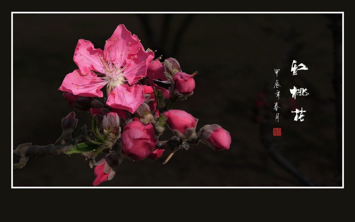 火红的红桃花