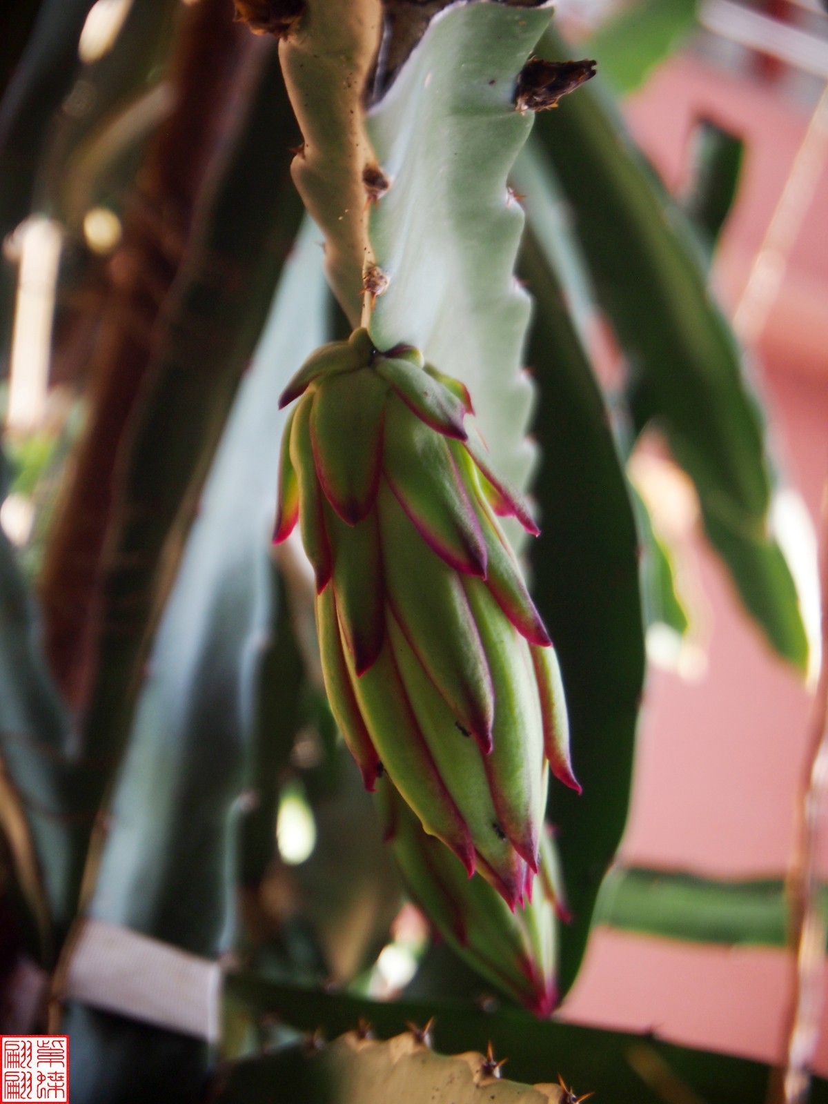 2023.6 西双版纳民族村（13）