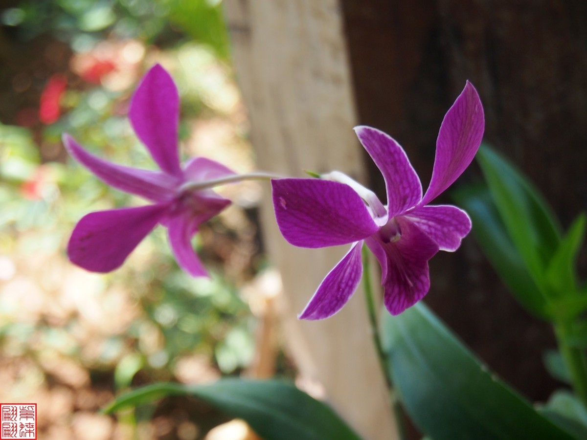 2023.6 西双版纳民族村（13）