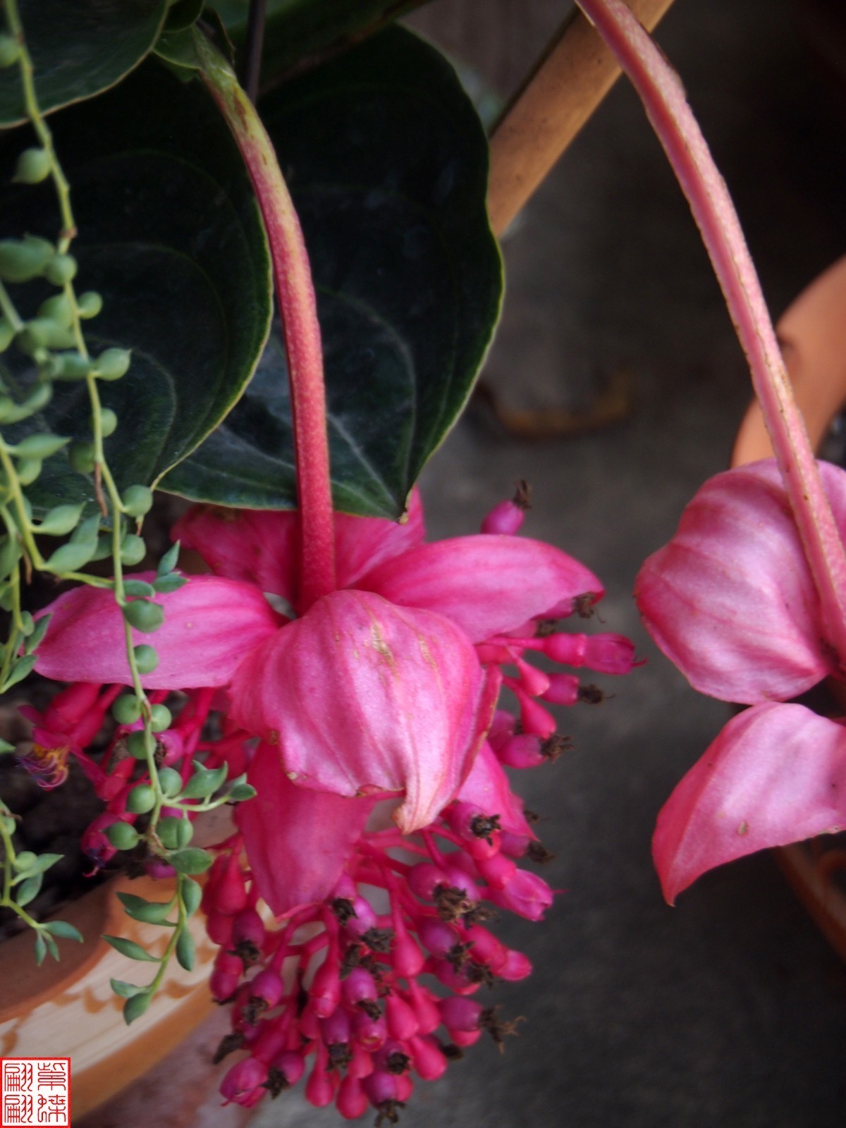 2023.6 西双版纳民族村（13）