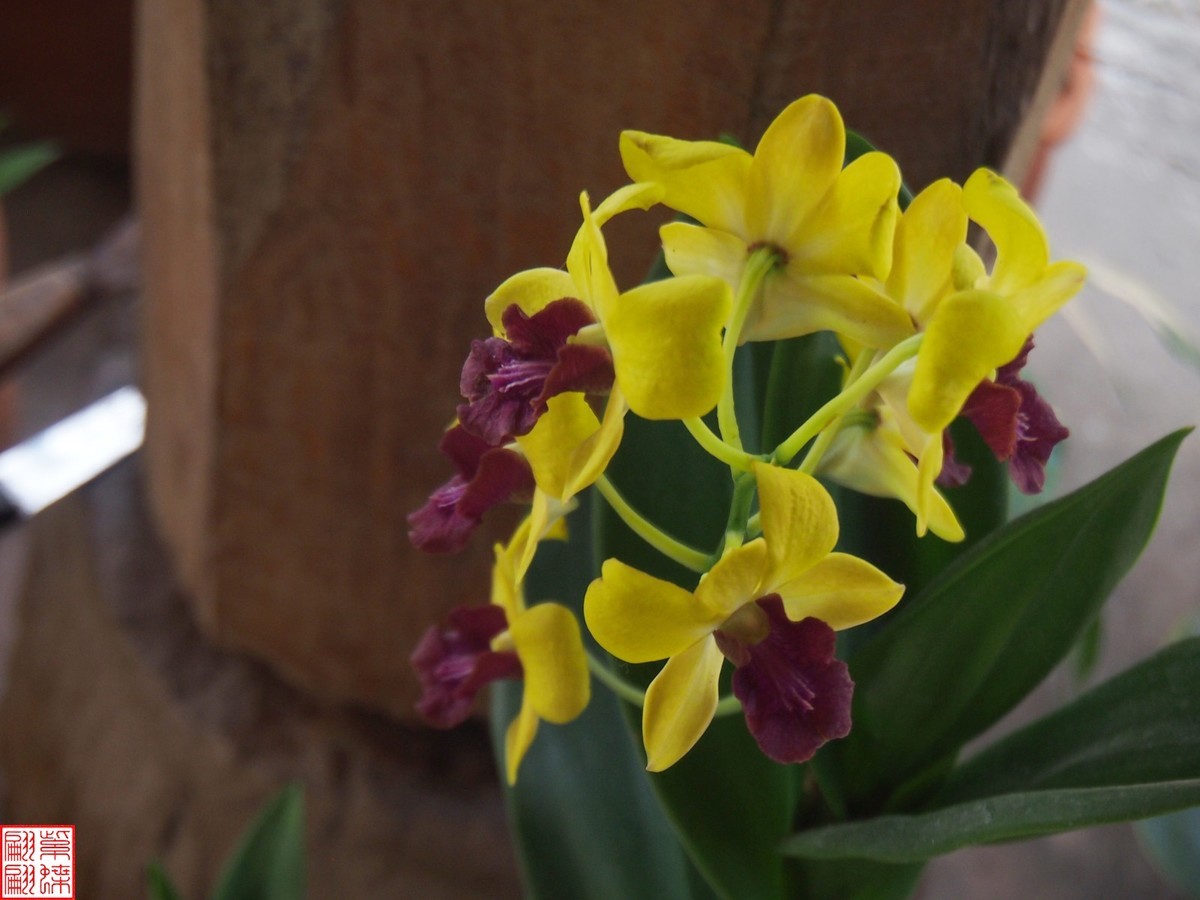 2023.6 西双版纳民族村（13）