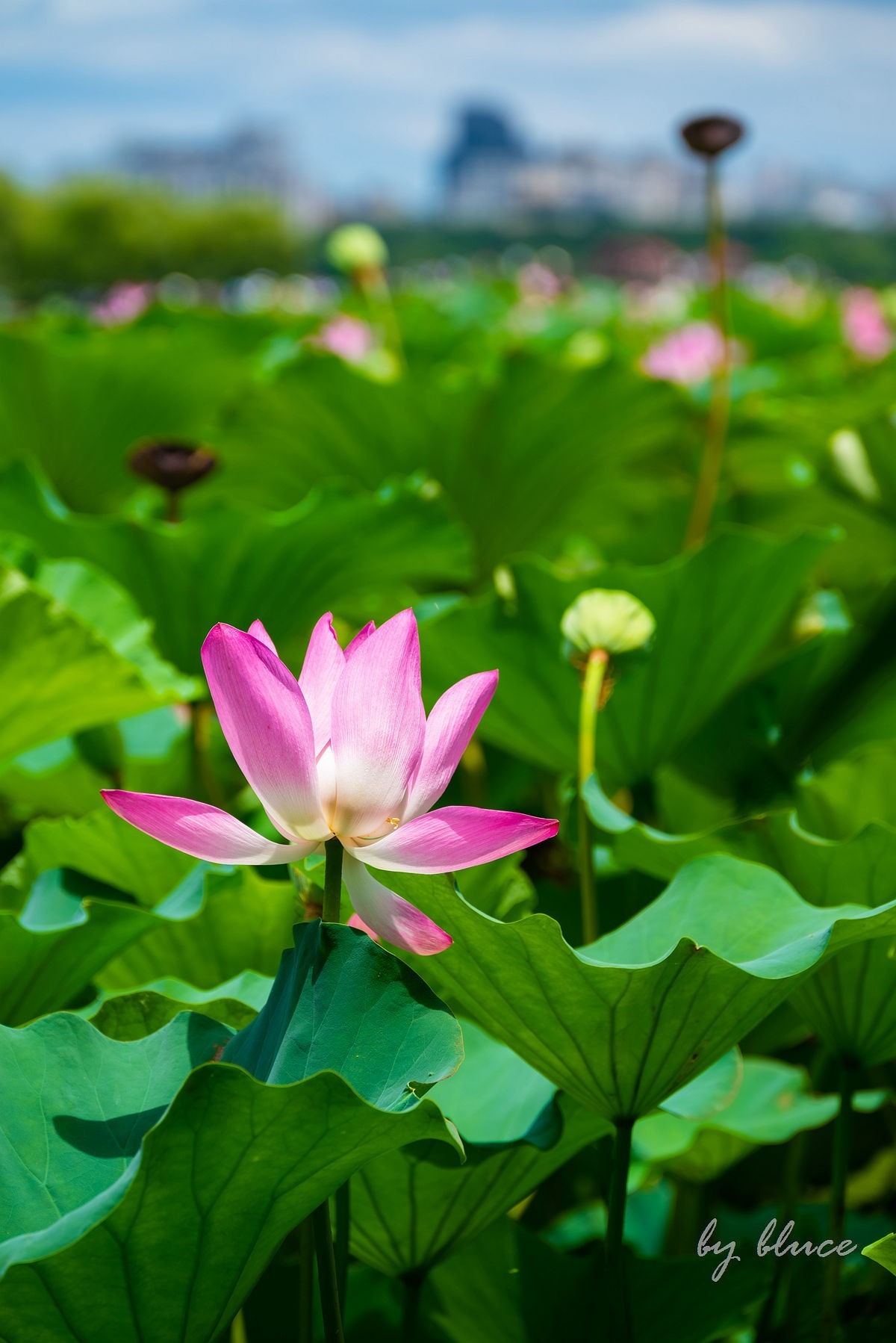 西湖荷花开（13）