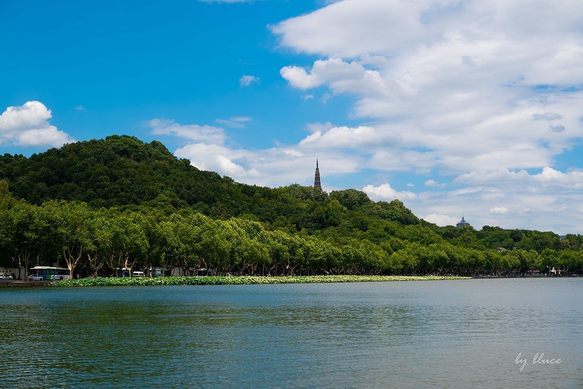 西湖荷花开（13）