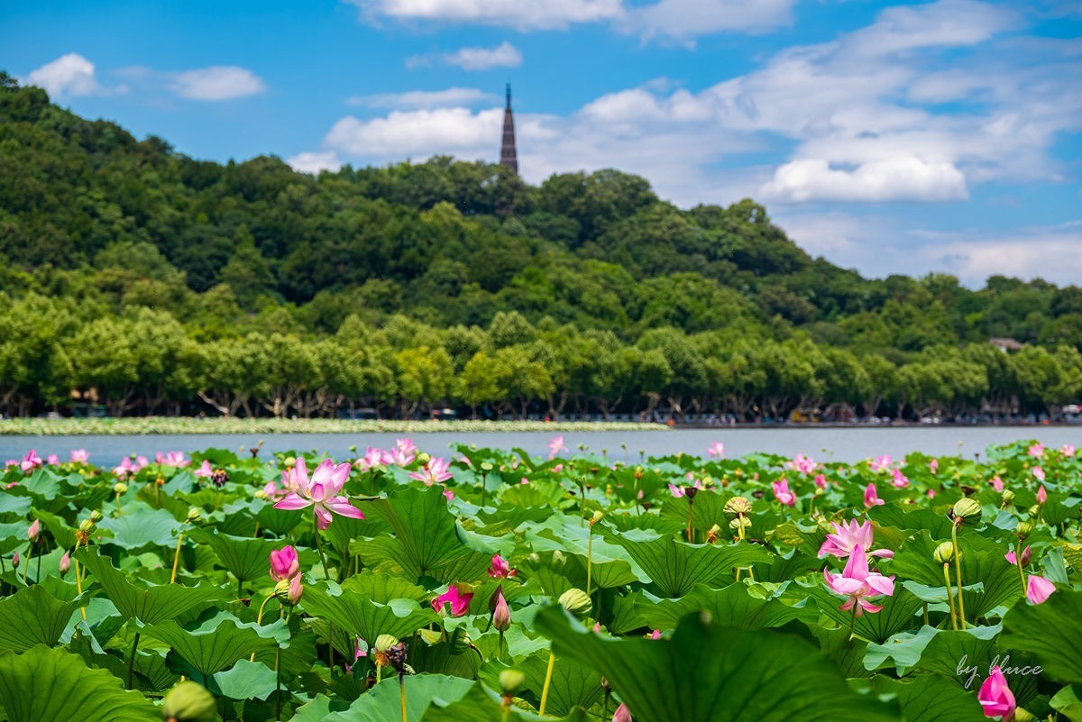 西湖荷花开（13）