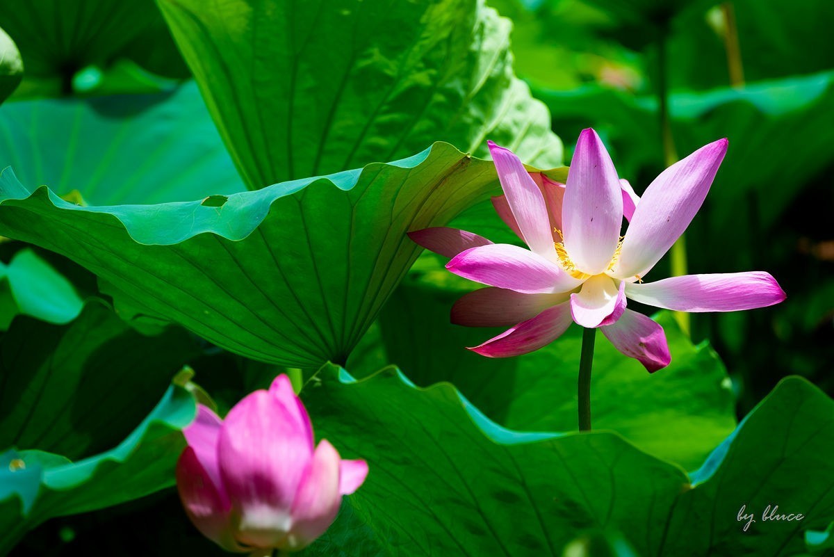 西湖荷花开（13）